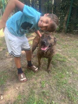Felix -  Pit Bull Terrier Dog for Adoption in Little Rock, Arkansas - Felix | PetCurious