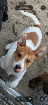 Mixed Breed Dogs Available for Adoption in Homewood, Illinois - Colt | PetCurious