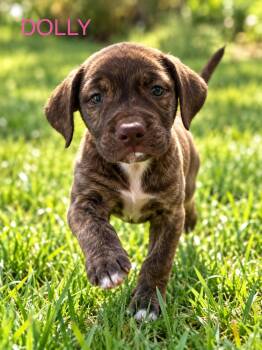 Dolly -  Pit Bull Terrier Dog for Adoption in Jefferson Hills, Pennsylvania - Dolly | PetCurious