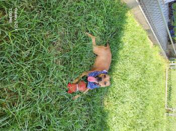 Rescue Pit Bull Terrier Dogs for Adoption in Eagle, Idaho - Brisa **Courtesy Post. Out Of Town Pet. See Below For Details** | PetCurious