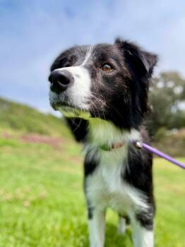 Twiggy -  Border Collie Dog for Adoption in Paso Robles, California - Twiggy | PetCurious