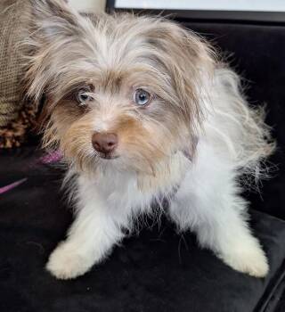 Jello -  Yorkshire Terrier and Pomeranian Dog for Adoption in Mundelein, Illinois - Jello | PetCurious