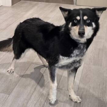 Border Collie Dogs Available for Adoption in Calverton, New York - Wendy | PetCurious