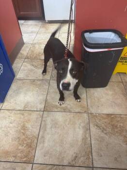 Ball Park -  Mixed Breed Dog for Adoption in Cincinnati, Ohio - Ball Park | PetCurious