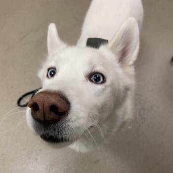 Husky Dogs Available for Adoption in Roanoke, Virginia - Bodie | PetCurious