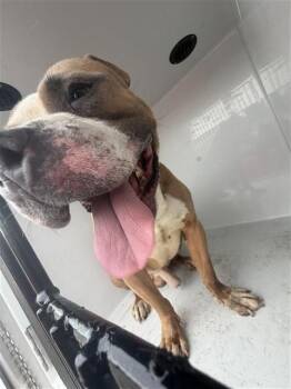 A660901 -  Pit Bull Terrier Dog for Adoption in Houston, Texas - A660901 | PetCurious
