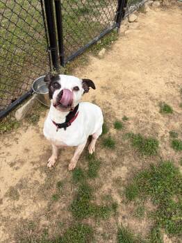 Mixed Breed Dogs Available for Adoption in Gallatin, Tennessee - Buddy | PetCurious