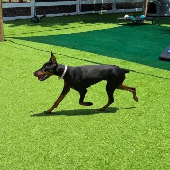 Nova -  Doberman Pinscher Dog for Adoption in Lakewood Ranch, Florida - Nova | PetCurious