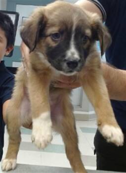 Australian Shepherd Dogs Available for Adoption in Oklahoma City, Oklahoma - A473730 | PetCurious