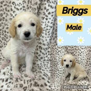 Briggs -  Labradoodle Dog for Adoption in Manchester, Connecticut - Briggs | PetCurious