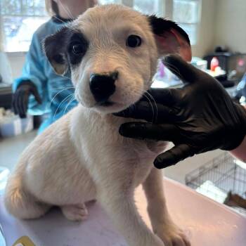 Mixed Breed Dogs Available for Adoption - Norma Jean | PetCurious