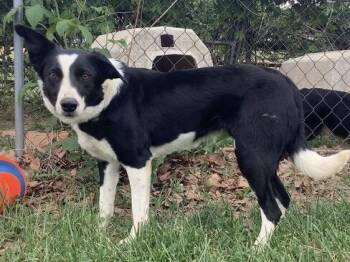 Pinky -  Border Collie Dog for Adoption in Culpeper, Virginia - Pinky | PetCurious