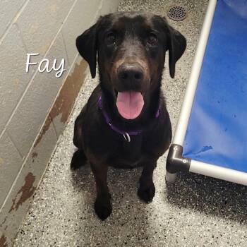 Doberman Pinscher Dogs Available for Adoption in Parkersburg, West Virginia - Fay | PetCurious