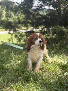Mr. Darcy -  Cavalier King Charles Spaniel Dog for Adoption in Gradyville, Kentucky - Mr. Darcy | PetCurious