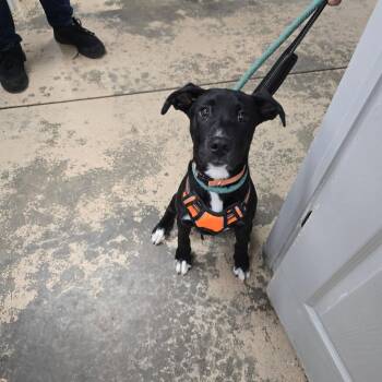 Little Miss -  Mixed Breed Dog for Adoption in Saint Marys, Pennsylvania - Little Miss | PetCurious