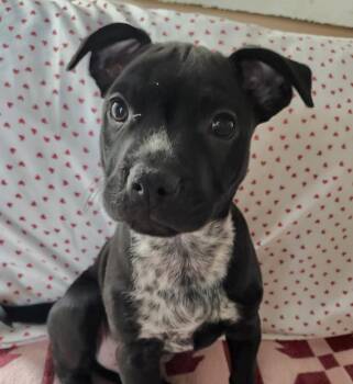 Pit Bull Terrier Dogs Available for Adoption in Washington, District Of Columbia - Babe Ziggy | PetCurious
