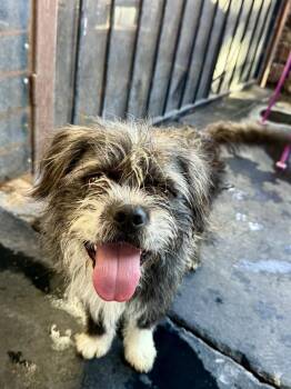 Humpdy -  Terrier Dog for Adoption in Tucson, Arizona - Humpdy | PetCurious