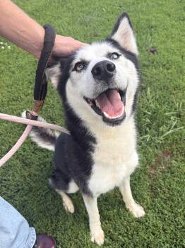 Ziggy -  Husky Dog for Adoption in Winchester, Virginia - Ziggy | PetCurious