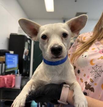 TUCO -  Terrier and Mixed Breed Dog for Adoption in Thousand Palms, California - TUCO | PetCurious