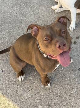Ruby -  Pit Bull Terrier Dog for Adoption in Lockport, New York - Ruby | PetCurious