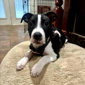 Buttercup -  Pit Bull Terrier Dog for Adoption in Fayetteville, Arkansas - Buttercup | PetCurious