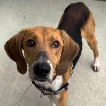 Hound and Mixed Breed Dogs Available for Adoption in Richmond, Virginia - Ernest | PetCurious