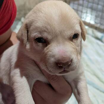 Mixed Breed Dogs Available for Adoption in Leander, Texas - Megan Moroney | PetCurious