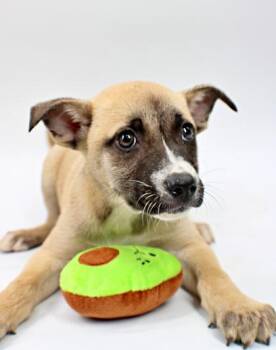 Border Collie and Mixed Breed Dogs Available for Adoption in Morton Grove, Illinois - Starfruit | PetCurious