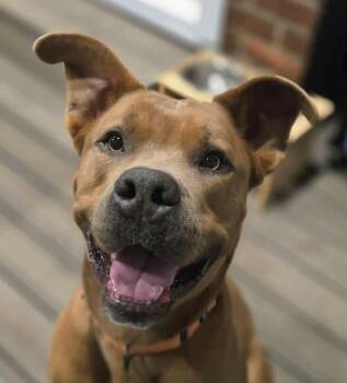 Rescue Mixed Breed Dogs for Adoption in Georgetown, Kentucky - Scooby | PetCurious