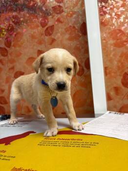 Snake -  Boxer and German Shepherd Dog Dog for Adoption in Carson City, Nevada - Snake | PetCurious