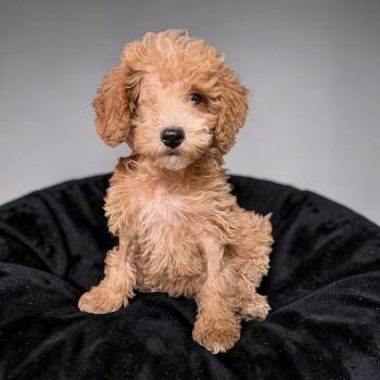 George -  Miniature Poodle Dog for Adoption in Chester Springs, Pennsylvania - George | PetCurious