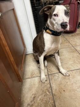 Rescue Mixed Breed Dogs for Adoption in Cincinnati, Ohio - Huddle | PetCurious