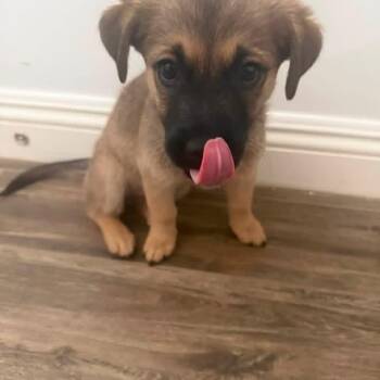 Ruby -  Australian Cattle Dog Blue Heeler and Mixed Breed Dog for Adoption in Phoenix, Arizona - Ruby | PetCurious