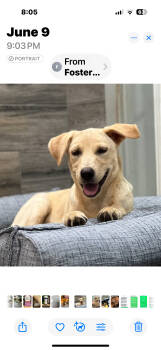 Rescue Labrador Retriever Dogs for Adoption in Montgomery, Texas - Chloe | PetCurious