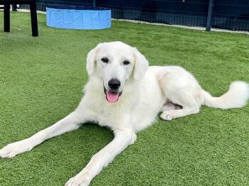 SARAH -  Great Pyrenees and Labrador Retriever Dog for Adoption in Tustin, California - SARAH | PetCurious