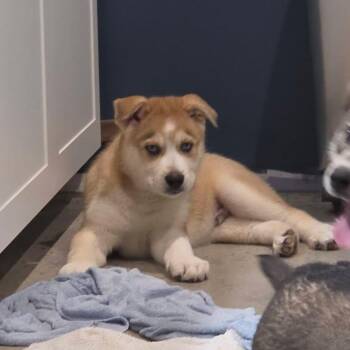 Husky Dogs Available for Adoption in Clavet, Saskatchewan - Oak | PetCurious