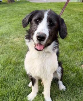 Hammy -  Terrier Dog for Adoption in Brooklyn Center, Minnesota - Hammy | PetCurious