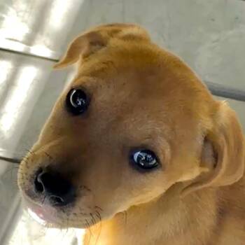 Sally -  Mixed Breed Dog for Adoption in Bradenton, Florida - Sally | PetCurious