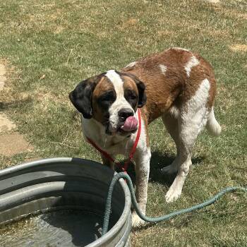 Angel -  Saint Bernard Dog for Adoption in Magnolia, Texas - Angel | PetCurious