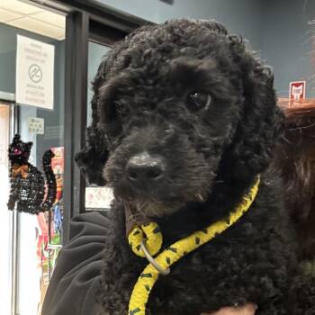 Chop -  Miniature Poodle Dog for Adoption in Newark, New Jersey - Chop | PetCurious