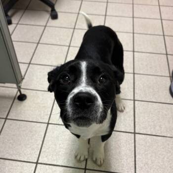 Rescue Mixed Breed Dogs for Adoption in Charleston, West Virginia - Feast Beast | PetCurious