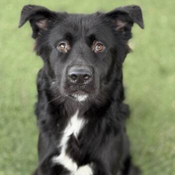 Rescue Flat Coated Retriever Dogs for Adoption in Red Bluff, California - Karl | PetCurious