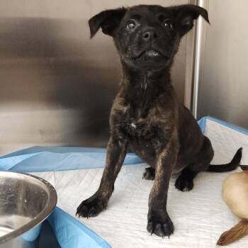Mikey -  Labrador Retriever and Terrier Dog for Adoption in Clearwater, Florida - Mikey | PetCurious