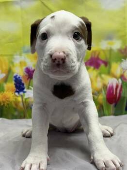Terrier and Mixed Breed Dogs Available for Adoption in San Antonio, Texas - Misty | PetCurious