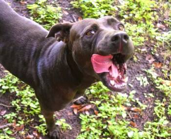 Terra -  Pit Bull Terrier Dog for Adoption in Mobile, Alabama - Terra | PetCurious