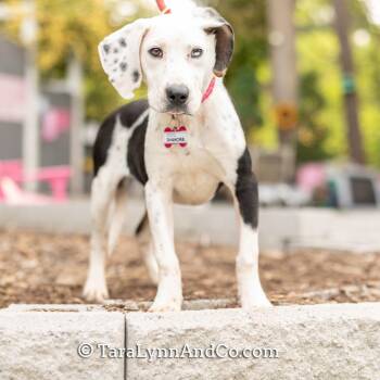 Hound Dogs Available for Adoption in Wake Forest, North Carolina - Shanora | PetCurious
