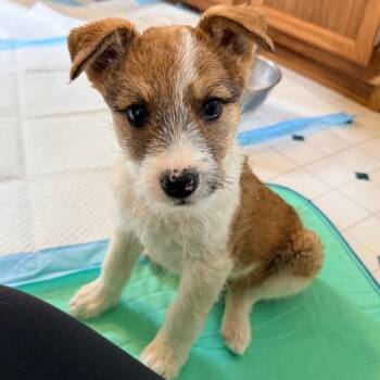 Augusto -  Mixed Breed Dog for Adoption in Buffalo, Minnesota - Augusto | PetCurious
