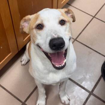 Riley -  Labrador Retriever and Mixed Breed Dog for Adoption in Starkville, Mississippi - Riley | PetCurious