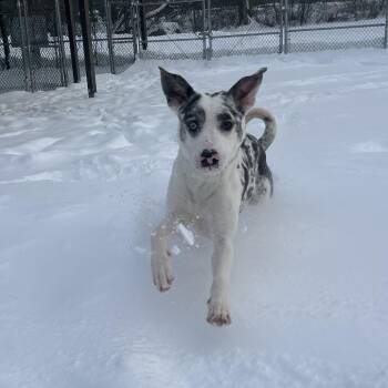 Great Dane and Catahoula Leopard Dog Dogs Available for Adoption - Diamond | PetCurious