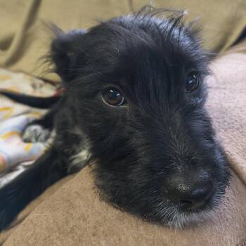 Terrier Dogs Available for Adoption - Indy | PetCurious